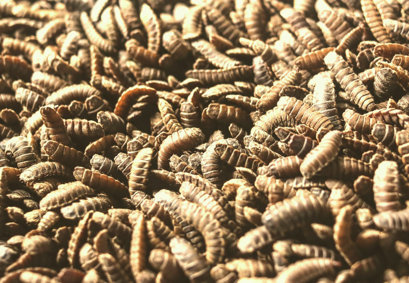 Elevage Insect Performances d'élevage d'insectes