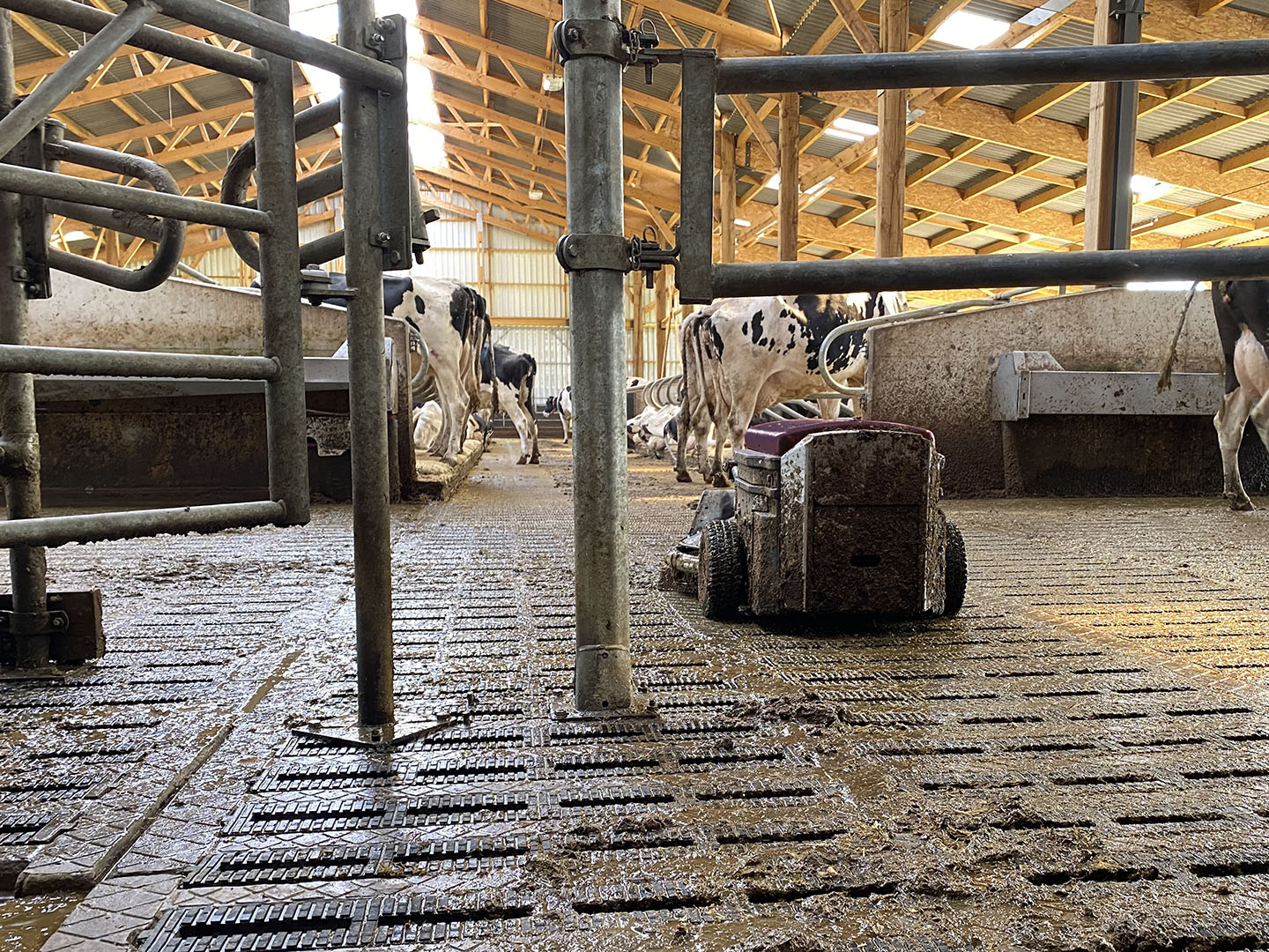 Robotic scraper in a cattle farm