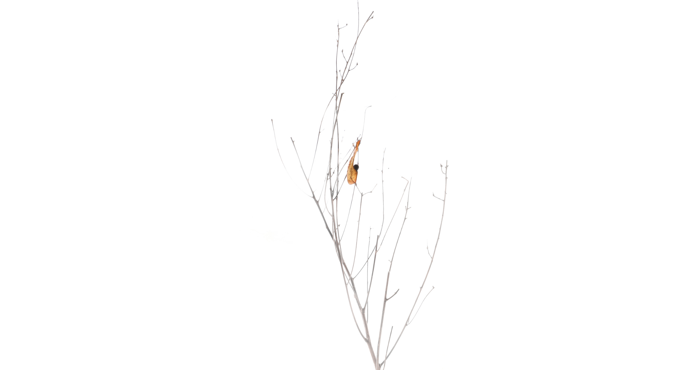 Screen Shot 2020-05-02 at 5.39.15 pm-1