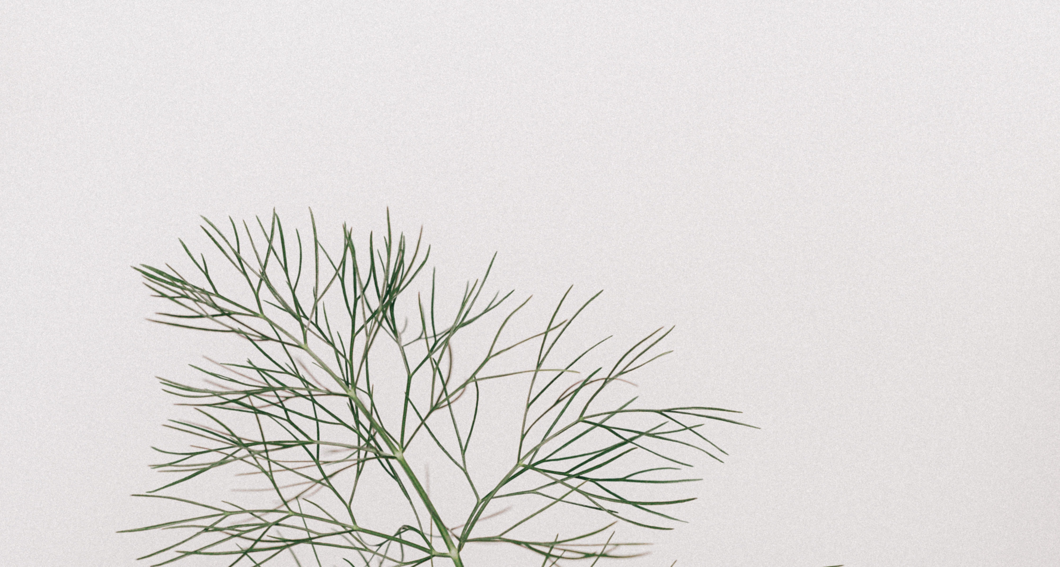 pexels-karolina-grabowska-4210786-1