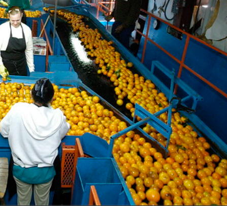 Image-Machine-Vision-IR-Detectors-Fruit-Inspection-Sorting