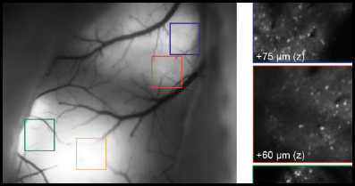 Image Alcor Altair Two-Photon Neural Imaging Large Volume Cellular Resolution