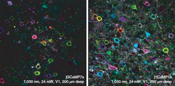 SPARK ALTAIR Jerry Chen Two-Photon imaging fiber laser wavelengths jYCaMP femtosecond fiber laser bioimaging