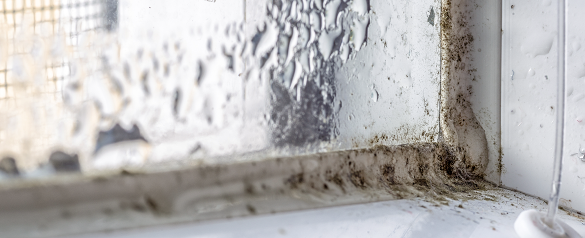 Black mold on window sills: Causes, treatment & prevention
