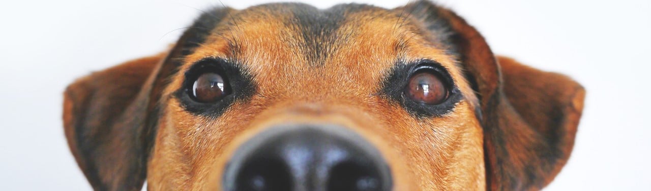 Puppy dog eyes