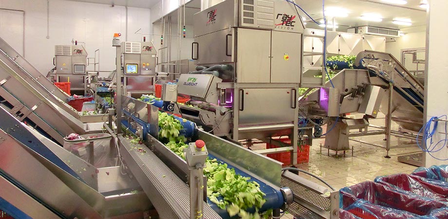 Raytec Spray optical sorting machine processing lettuce