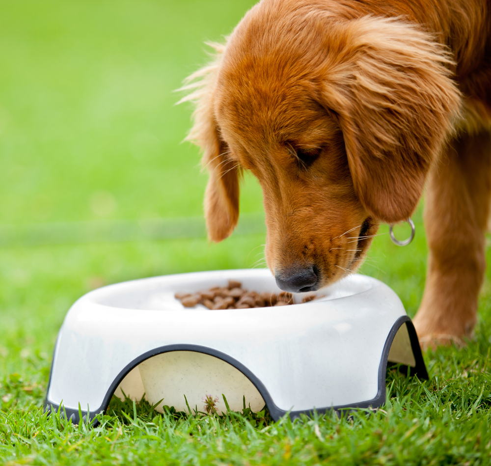 Dog at the park eating his food