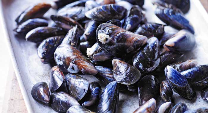 mussels in shells