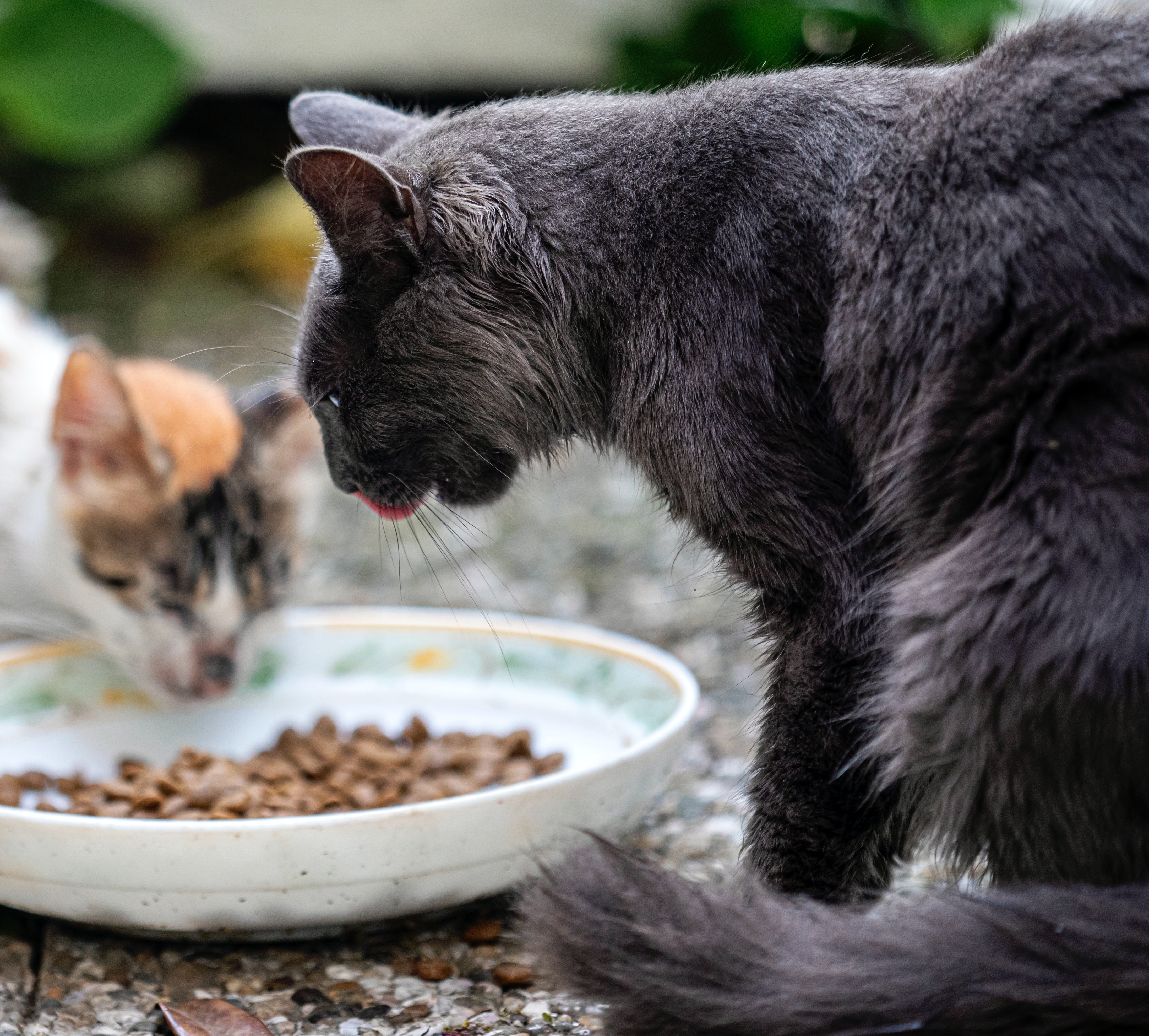 pet food cats eating