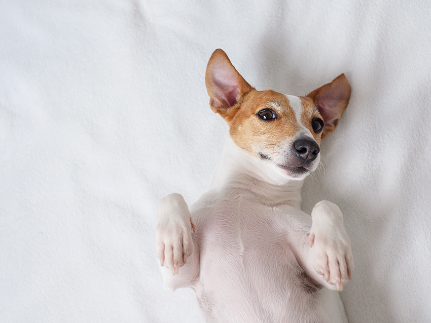 Enspannter Hund
