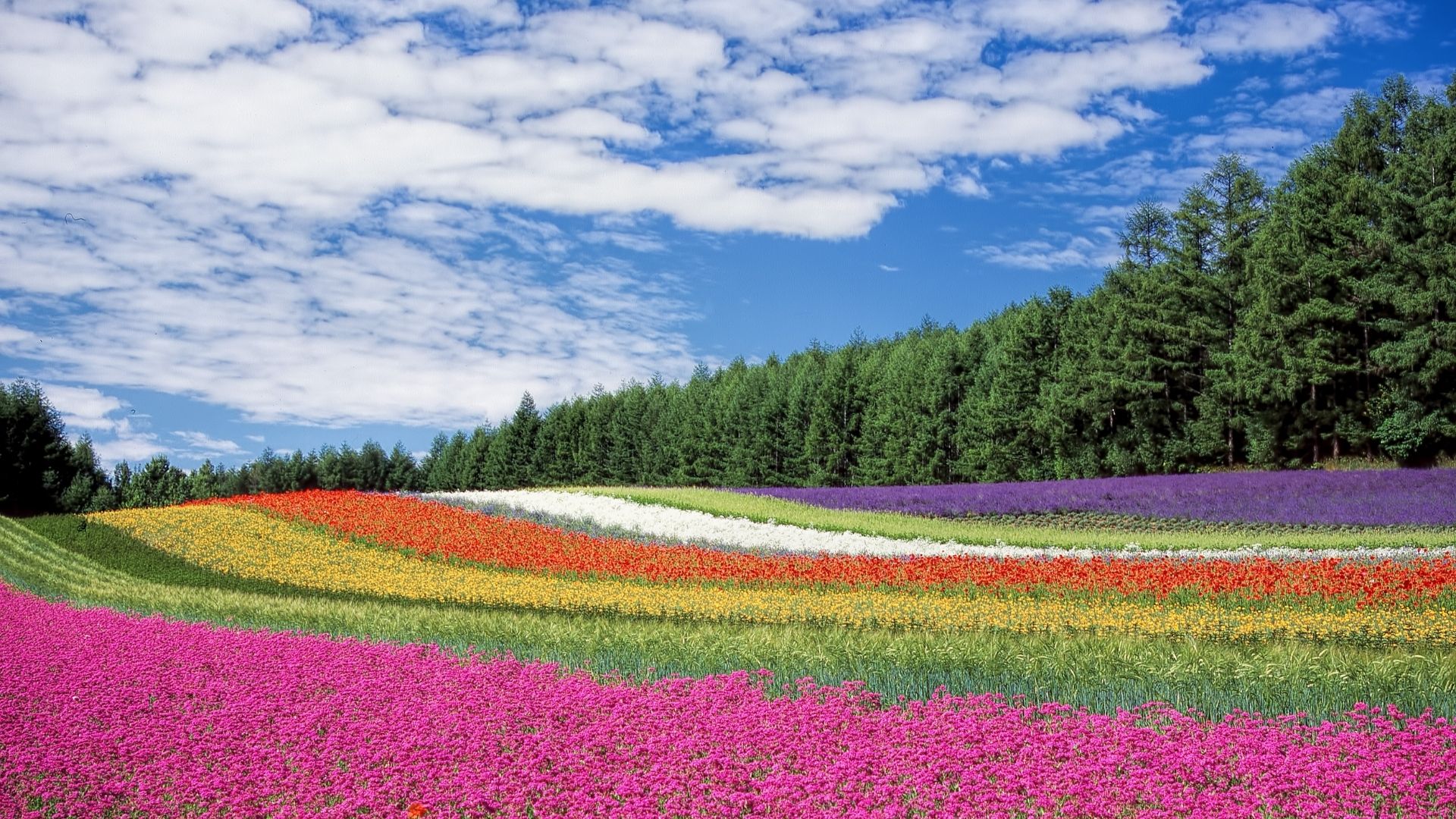 Field with flowers