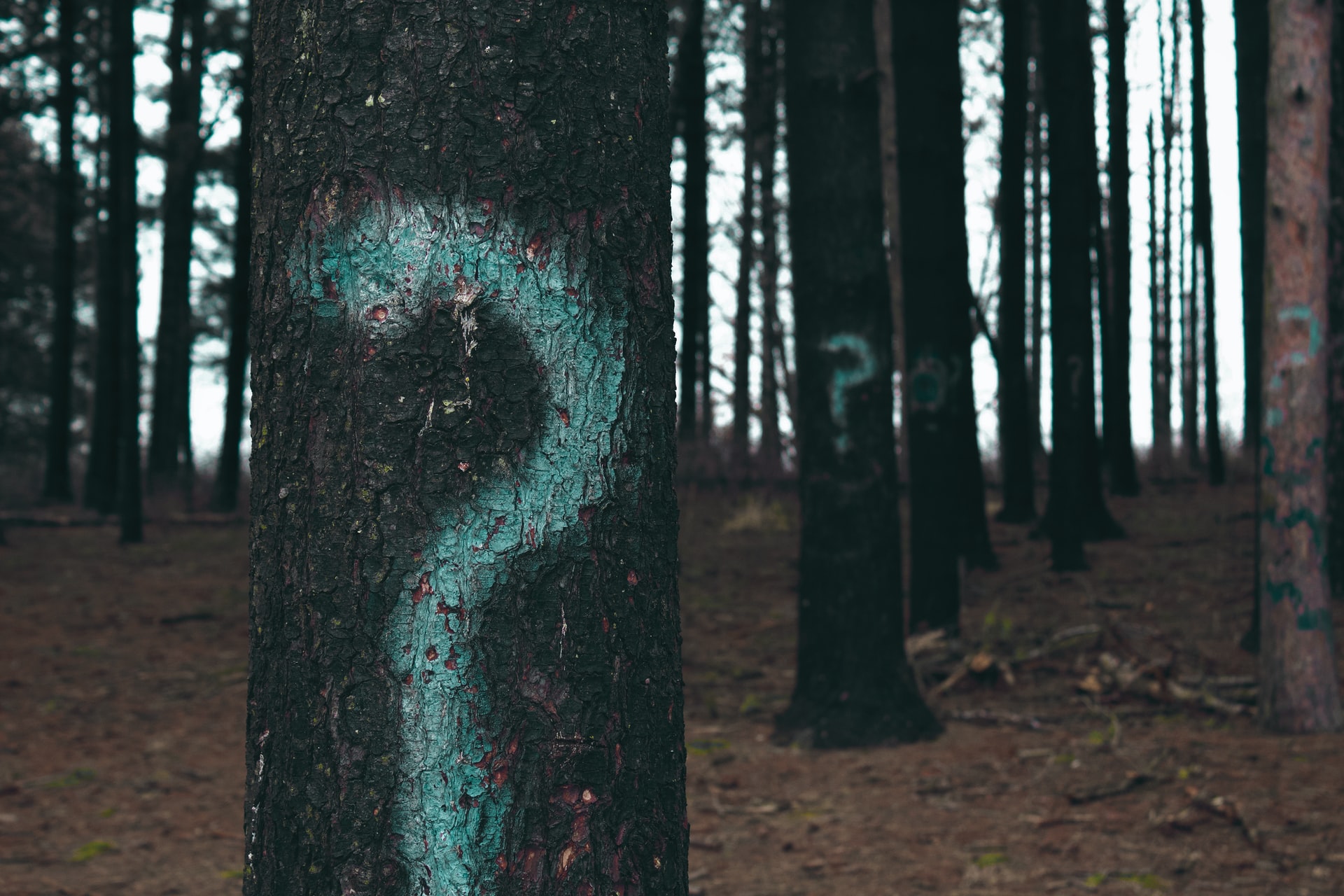 Forest trees marked with questions mark