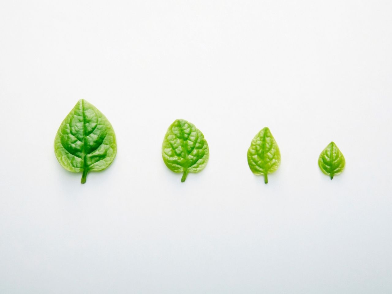 Green leafs on white background