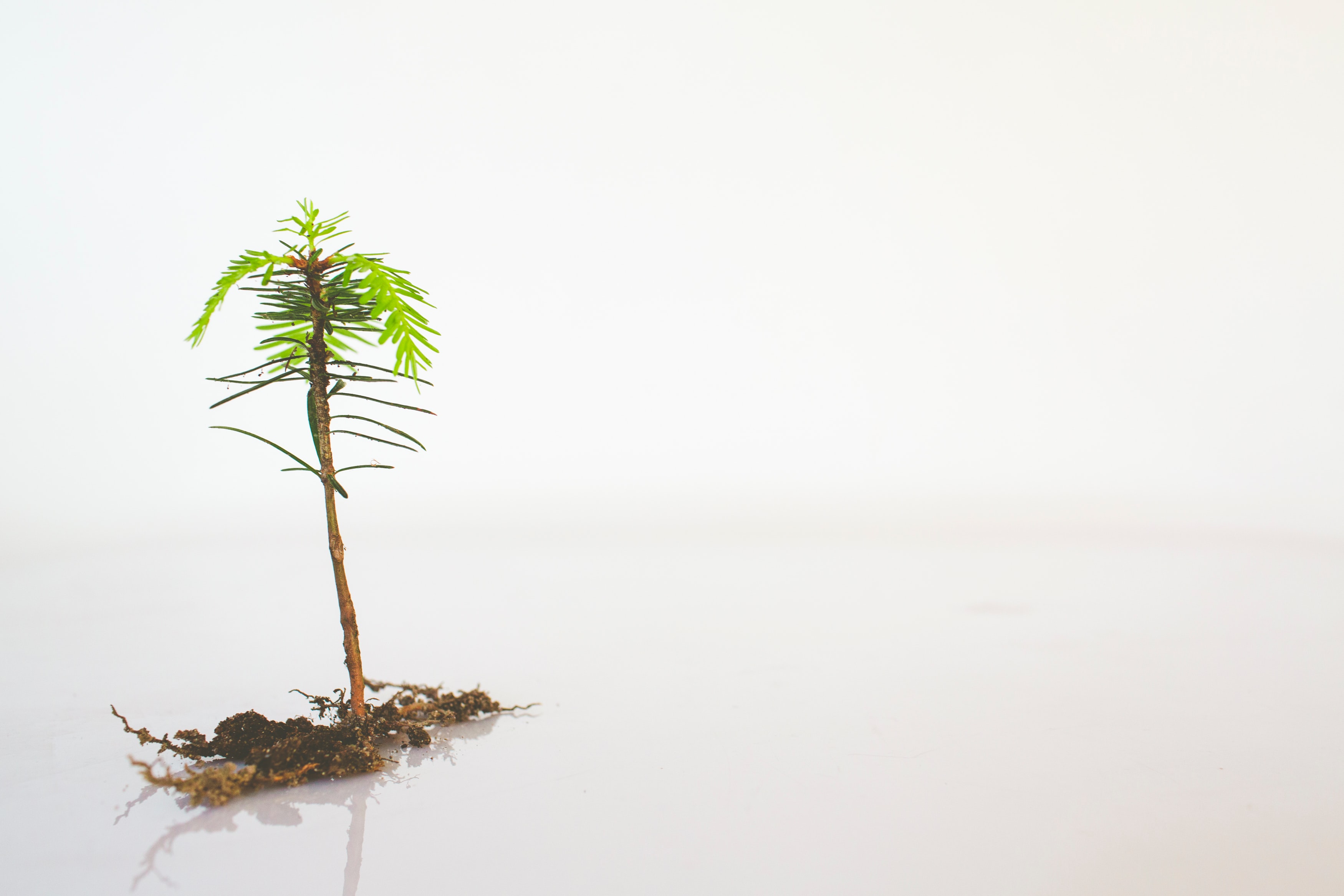 Little plant growing on white background