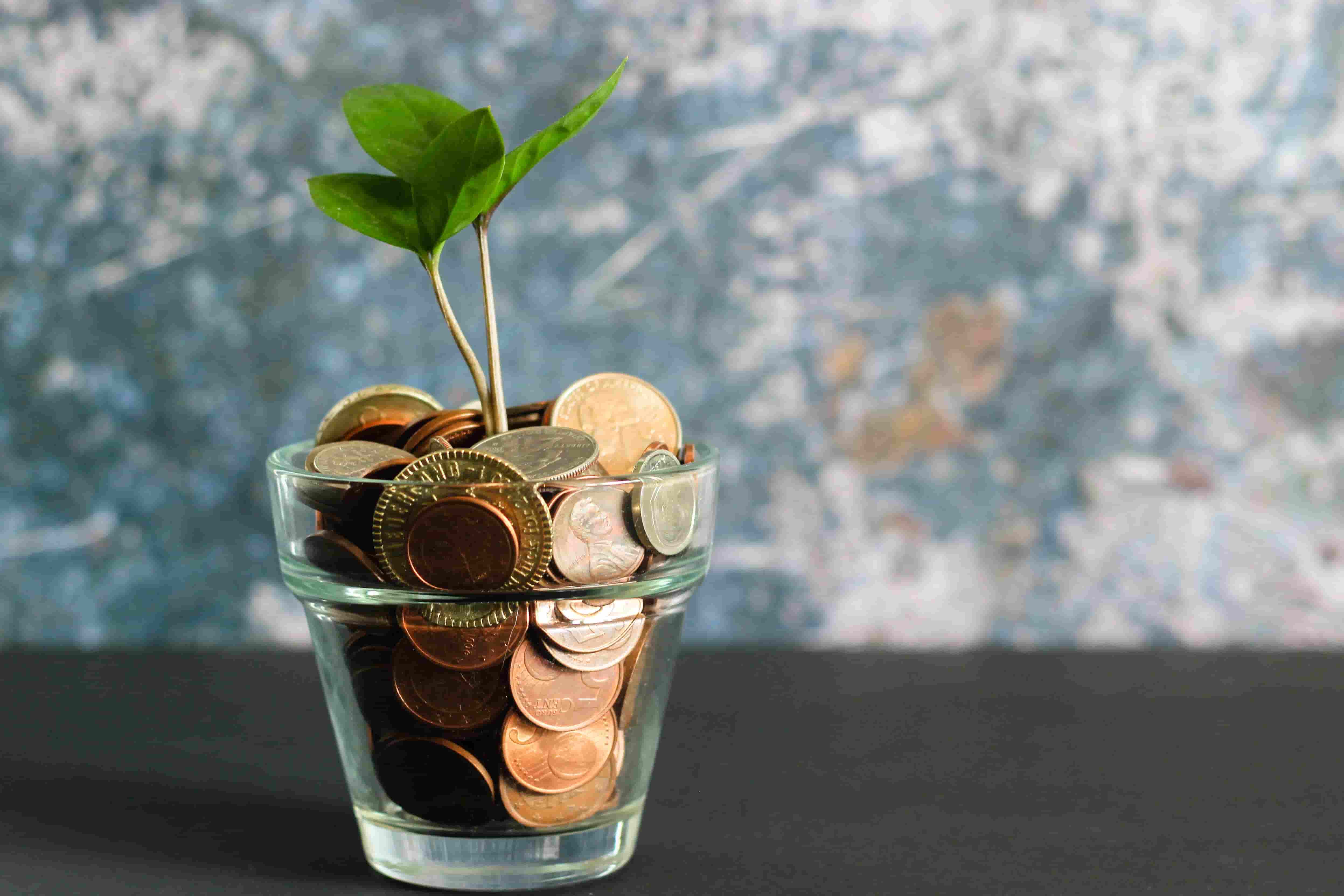 Little plant in vase filled with coins