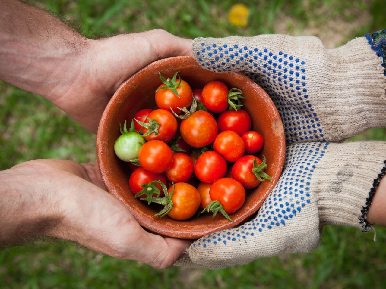 Sharing a bowl of tomatoes