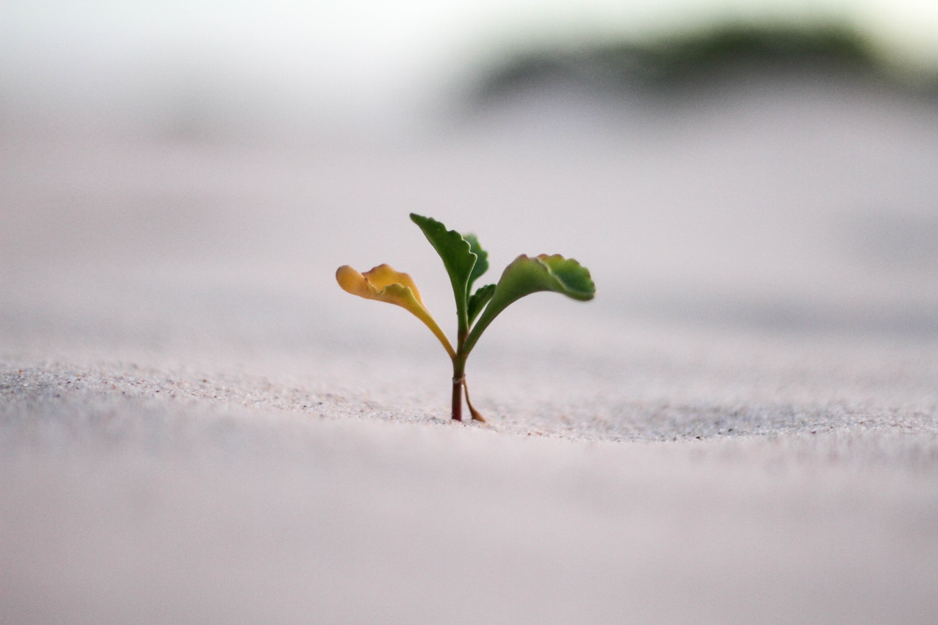 Sprout in sand