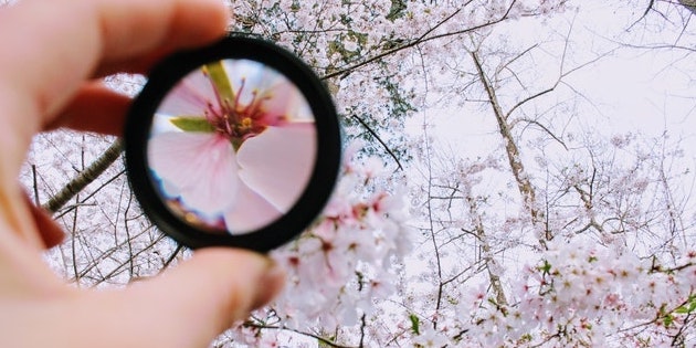 focusing-on-one-flower