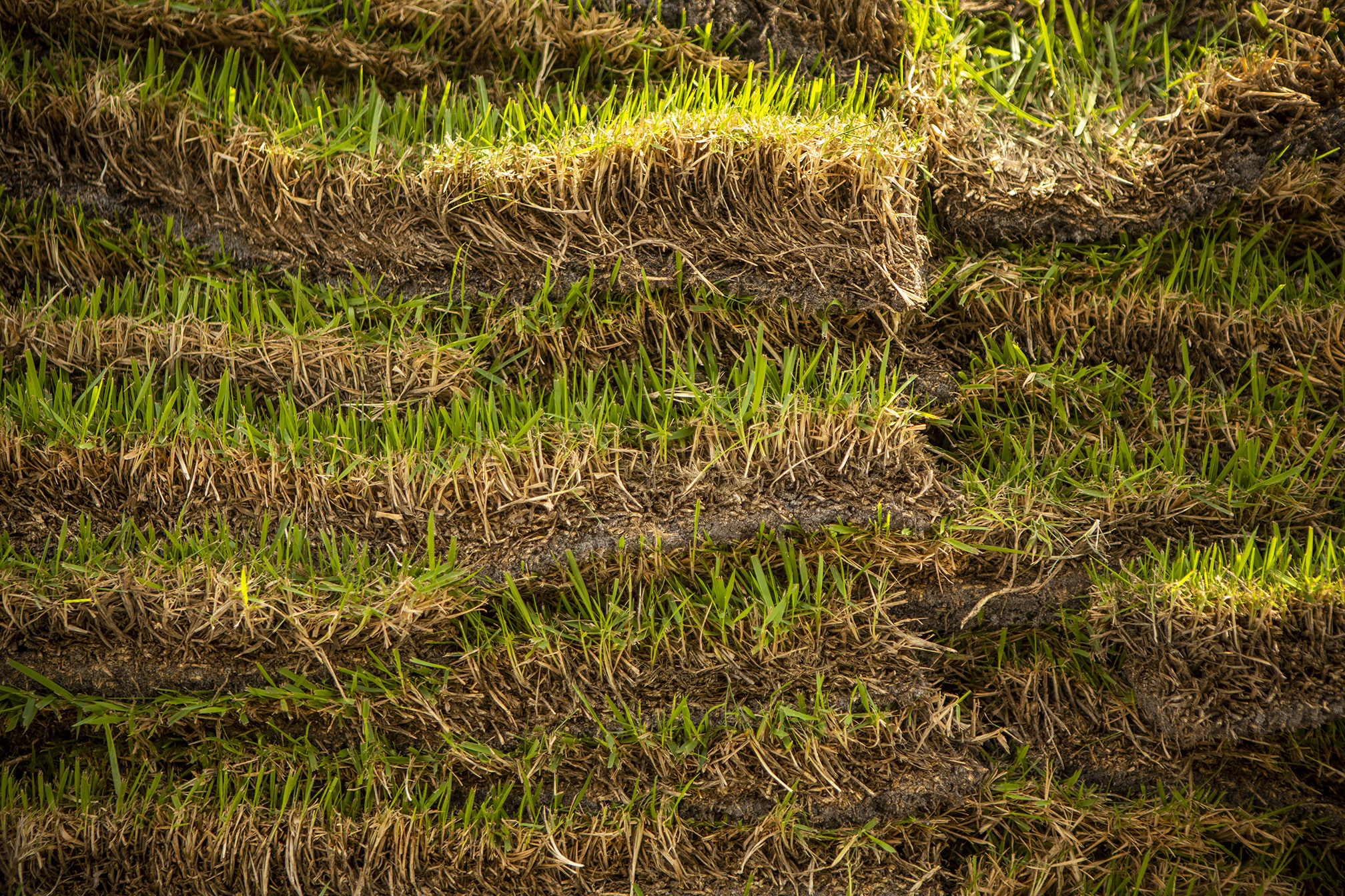 Is Celebration Bermuda Grass Sod Right For My Lawn In Orlando Fl