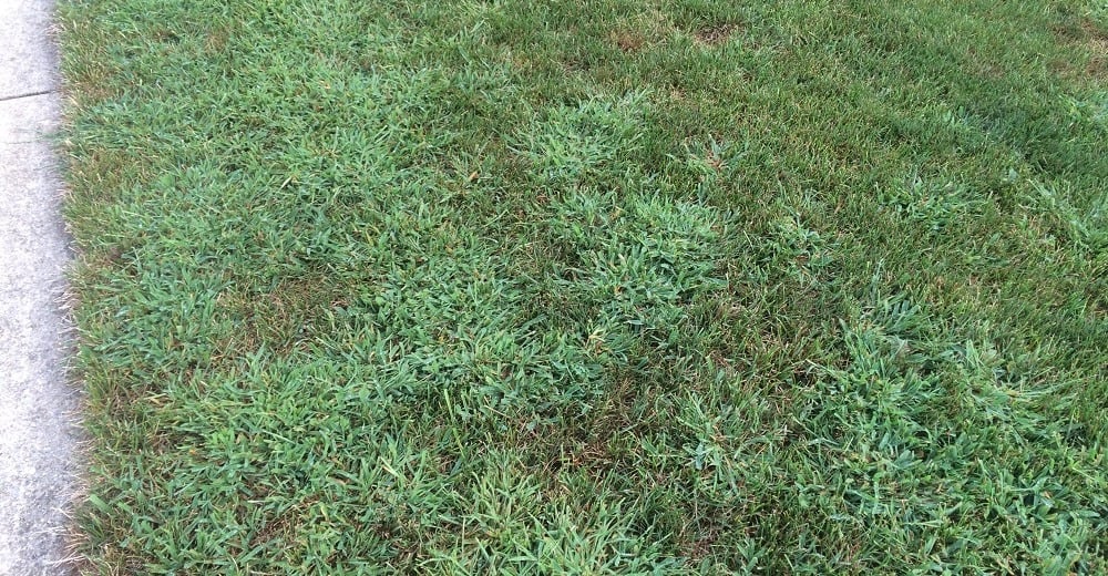 Common Weeds in Maryland  Weed Identification and Management