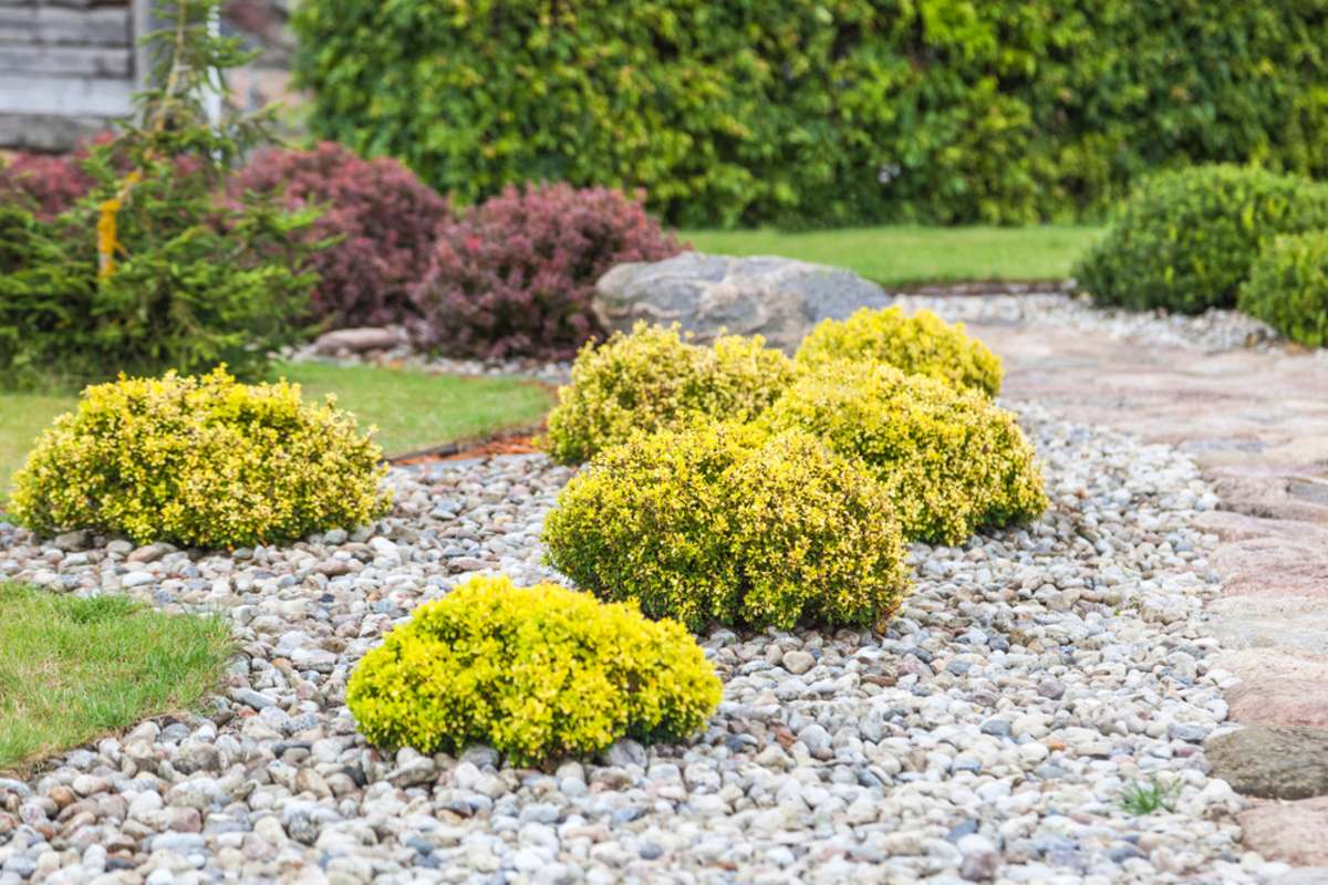 Hemispherical shrubs in landscaping