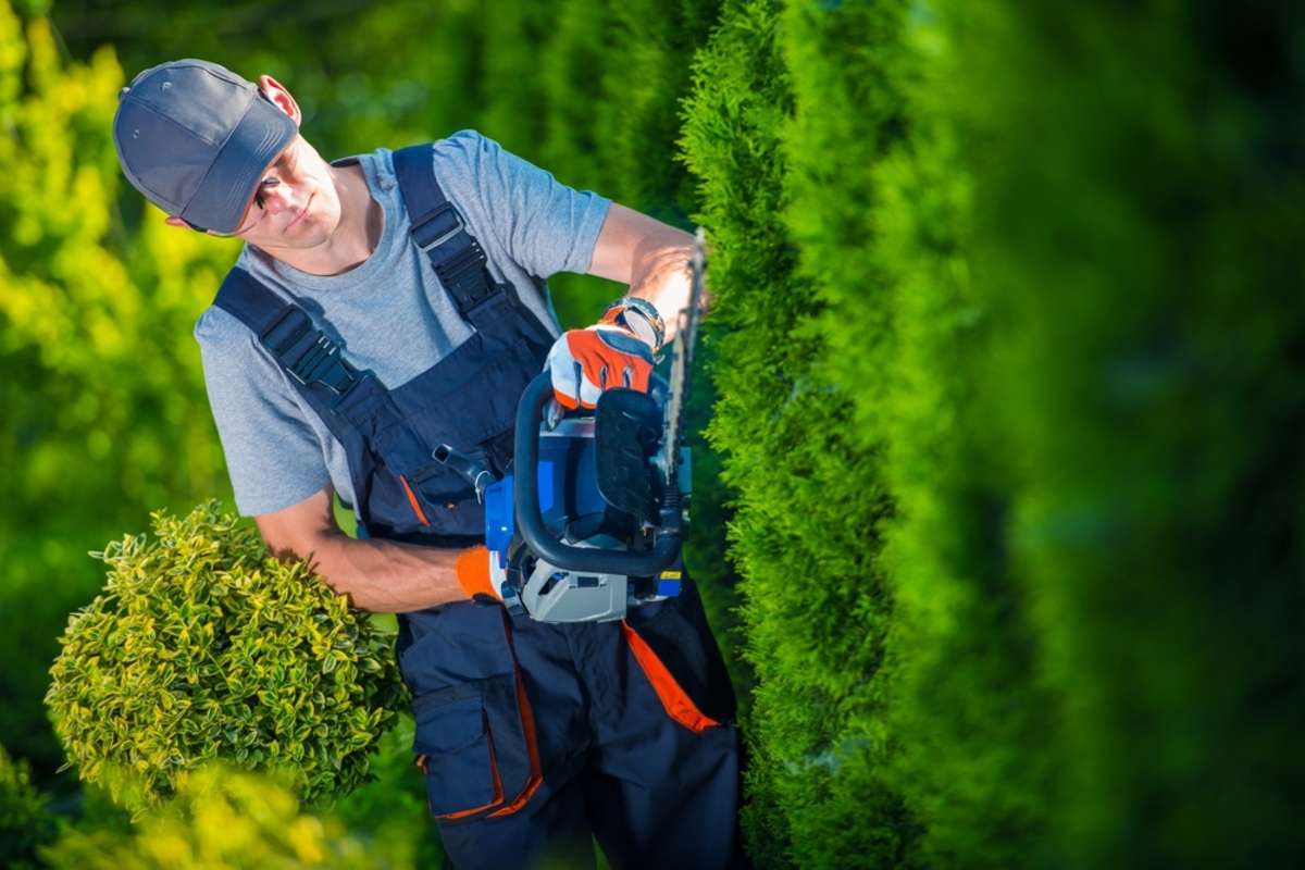 Gardener with Gasoline Hedge Trimmer Shaping Wall of Thujas