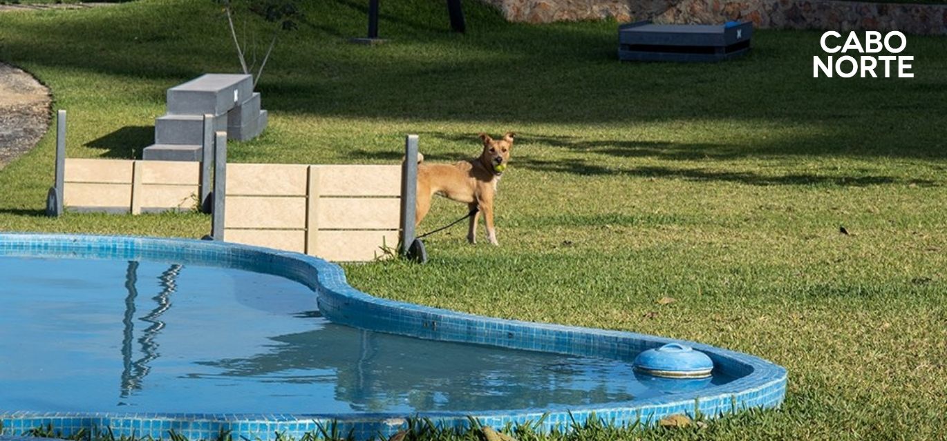 El Pet Park de Cabo Norte, la mejor amenidad para tu mascota