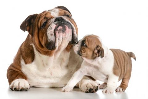 Bulldog Ingles Origen Caracteristicas Alimentacion Y Mucho Mas