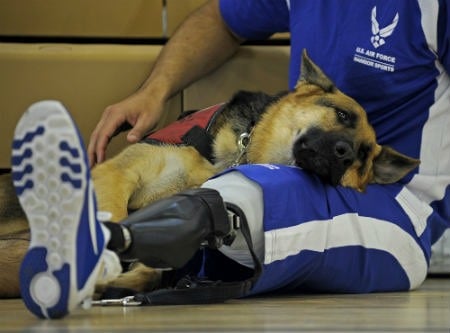 perros para mejorar la salud