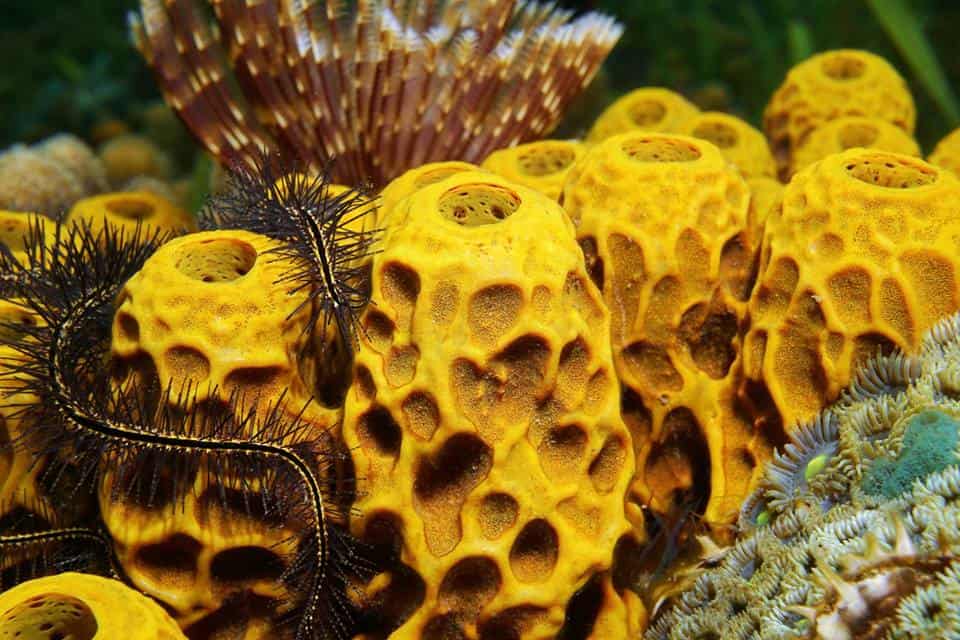 Why Sponges Harbor So Much Bacteria
