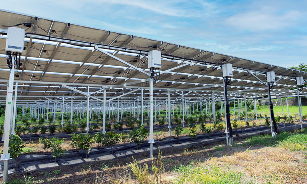 Solar-Sharing-Japan-1000X600_0