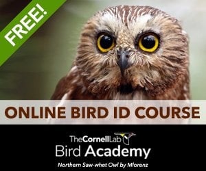 Bird Academy Free Size & Shape